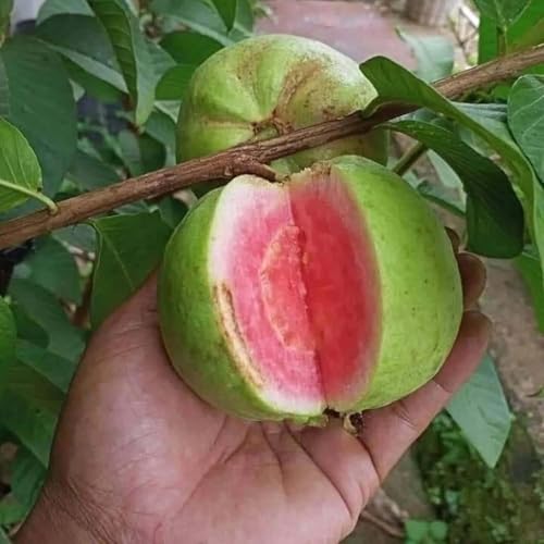 Image of Grafted Thai Pink Guava Plant, Pack Of 1 Helthy Plant, Plantsaplings Hight 1.5-2 Feet, packing Quality High Secure,CF SG49
