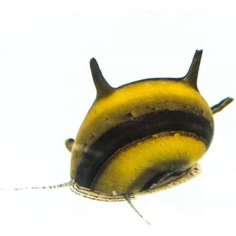 Yellow Horned Nerite Snails Tropical Aquarium Fish Algae Eater (5) Cover