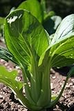Shanghai Pak Choy Seeds, Chinese Cabbage, Green Vegetable, 1000 Seeds