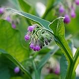 300 piezas Comprar semillas de consuelda semillas de hierbas, camas elevadas para jardín, verdadera planta de consuelda (Symphytum officinale) Regalos para amantes de la jardinería,