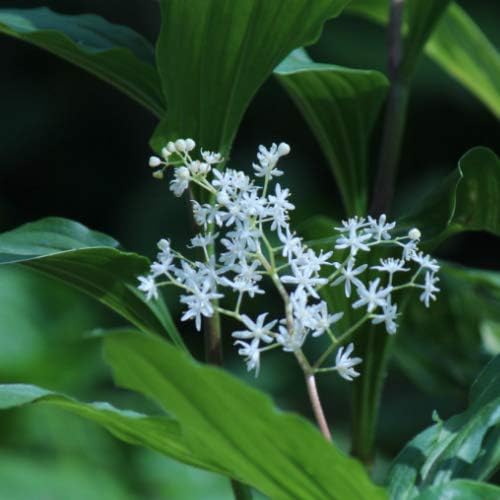 紫桜館山の花屋 山野草 ユキザサ 雪笹 9cmポット苗 Diy 工具 ガーデン Amazon