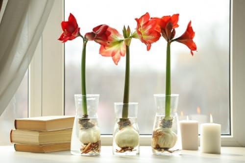 Miniatura 2 de Glee Amaryllis - Bombilla de raíz desnuda de 11.0-11.8 in - 2-3 tallos con flores de rayas rosas y blancas - Ideal para plantar en interiores y