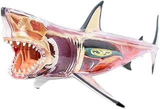 Modelos Médicos,Muñecas Educativas Gran Modelo De Anatomía De Tiburón Blanco Desmontable 20 Partes De Anatomía De Órganos De Tiburón Visión 4D Modelo Anatómico Animal