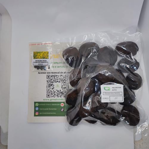 10 Sementes De Palmeira Azul (bismarckia Nobilis)