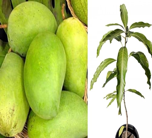 Image of Authentic Cheruku Rasam Mango Tree 2-3 Feet Height - Grafted Variety For Fast Growth Healthy Live Plant (Hybrid, Pack Of 1) PB 35