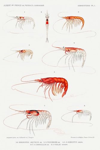 Shrimp varieties set illustration I 24x36 UnFramed Art Print Poster Ready for Framing by Albert I Prince of Monaco