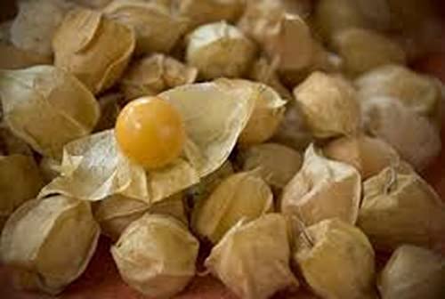 100-Pineapple Tomatillo Seeds（Physalis Peruviana L.） - Open-Pollinated #TOP2