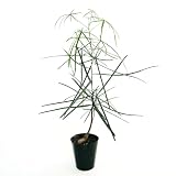 ＩＴＡＮＳＥ ボトルツリー 4号 1個売り 観葉植物 学名 Brachychiton rupestris アオギリ科 Queensland bottle tree 別名 ブラキキトン ルペストリス ツボノキ オーストラリアに自生している常緑高木 自生地は乾燥地域なので乾燥に耐えるために幹の根元に水分を貯めて育ちます 根元がぷっくりと膨らんだ個性的な樹形が特徴 とても丈夫で初心者にも育てやすい
