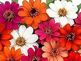 50+ Profusion 5+ Color Blend Zinnia Seeds - My Secret Gardens