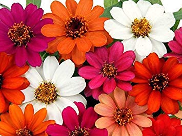 50+ Profusion 5+ Color Blend Zinnia Seeds - My Secret Gardens 50+ Profusion 5+ Color Blend Zinnia Seeds - My Secret Gardens