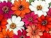 50+ Profusion 5+ Color Blend Zinnia Seeds - My Secret Gardens