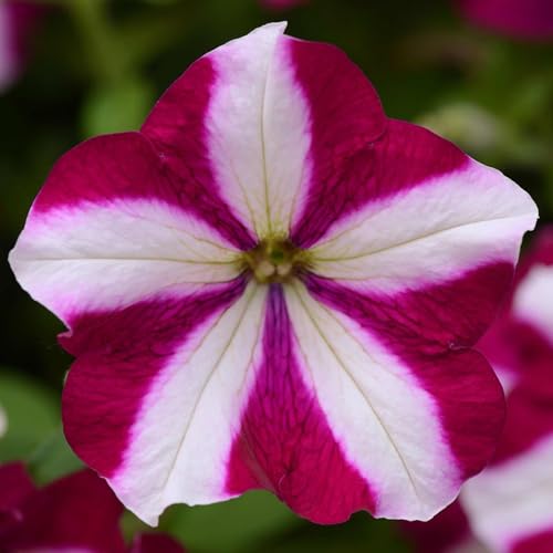 Easy Wave Petunia Burgundy Star Seeds, 50, Trailing Annual
