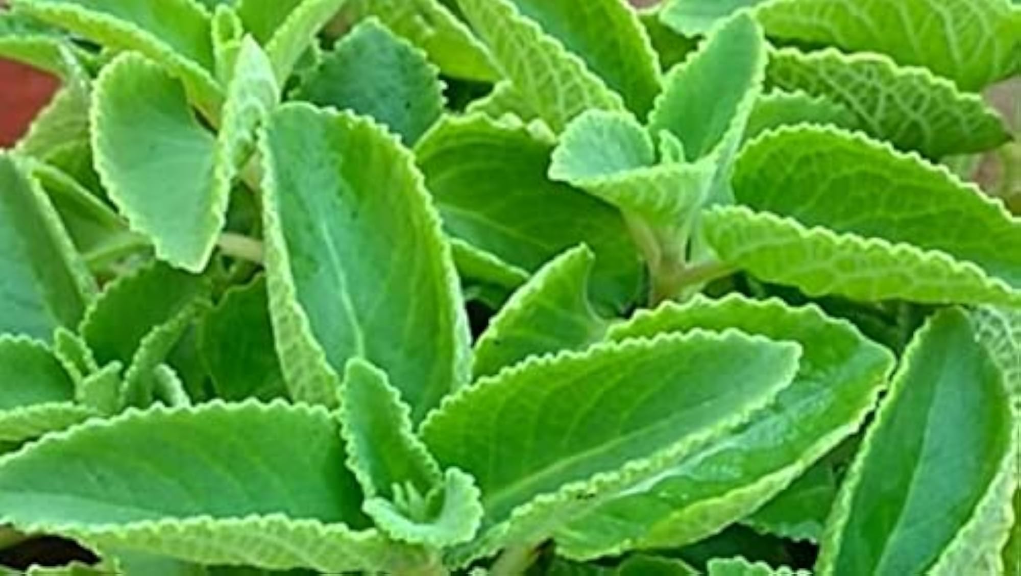 Karpooravalli Powder, Coleus Amboinicus, 100 Grams