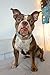 ARING PET Dog Collar and Leash, Velvet Dog Collar and Leash Set, Soft & Comfy, Adjustable Collars for Dogs