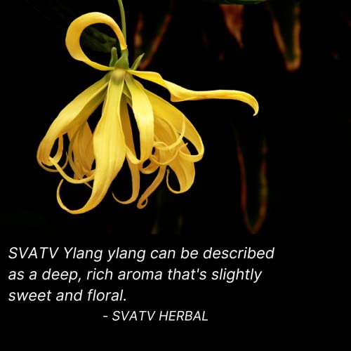 SVATV Ylang Ylang, Olio essenziale per