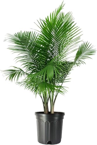 American Plant Exchange Majesty Palm &ndash; 10-Inch Pot &ndash; Live Tropical Houseplant with Arching Green...
