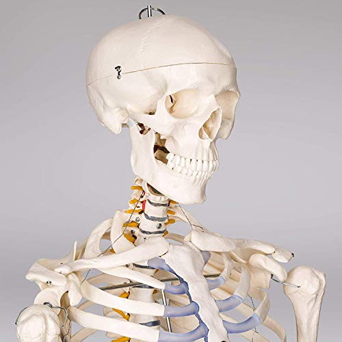 RONTEN Human Skeleton Model, Anatomical Skeleton lifesize 70.8 in, Including Booth + Cover + Poster