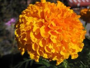 250 African Marigold Crackerjack Mix Tagetes Erecta Flower Seeds #TOP3