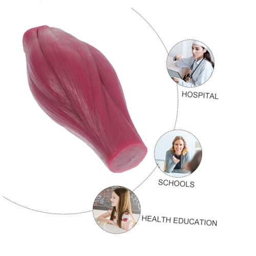 Modèle musculaire pour enseignement des sciences Cabilock silicone 1 Lb - 3