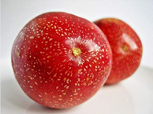 M-Tech Gardens Passion Fruit (" Indonesian Red, Hybrid) Exotic 1 Live Fruit Plant