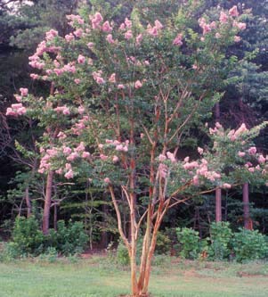 Amazon.com : Large Biloxi Tree Crape Myrtle, Matures 25ft+