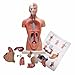 15 Component Human Torso Model, Human Body Model for Kids Used for Student Teaching Research, with accompanying Product User Manual (10 inch)