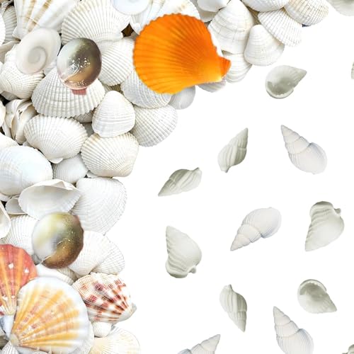 Coquillages décoratifs et escargots de mer, coquillages naturels, petits escargots de mer, pour la...