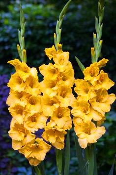 100 Seeds Rare Holland Rainbow Rose Flower Lover Multi-Color Seeds Home Garden Rare Rainbow Rose Flower Seeds Bonsai Seeds