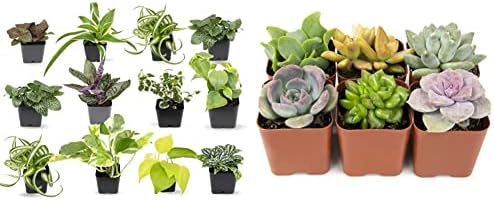 Easy to Grow Houseplants (12 Pack) Live House Plants in Plant Containers, Home Décor Planting Kit or Outdoor Garden Gifts by Plants for Pets & s Live (6PK) Potted Succulent Plants Live House Plants