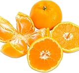 有田みかん 和歌山産 完熟 甘い 訳あり【10kg】サイズ不揃い 甘酸っぱい味わい