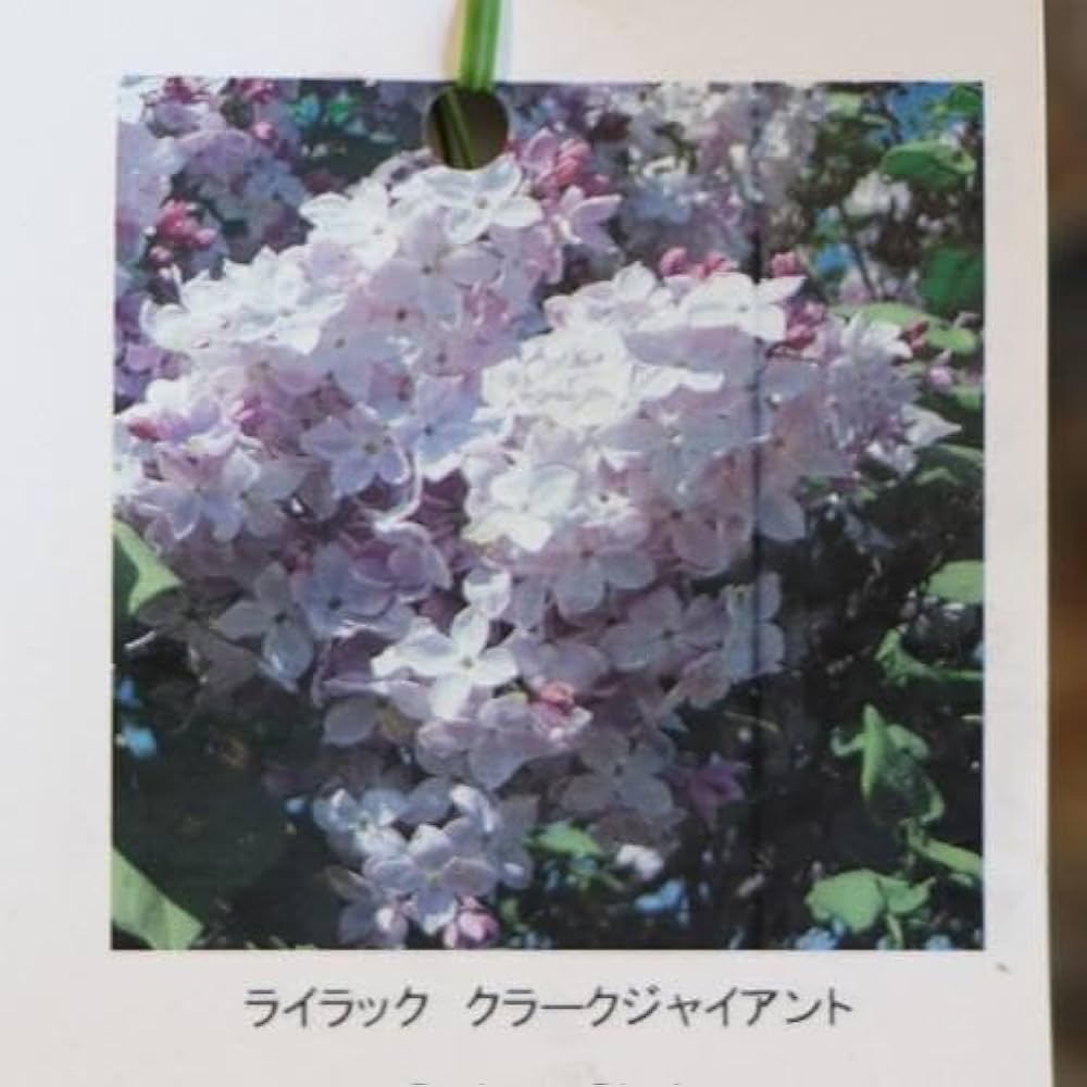 【ラスト1点】 850 デアリング ライラック DSC6097.jpg_1_1600x.jpg?v=