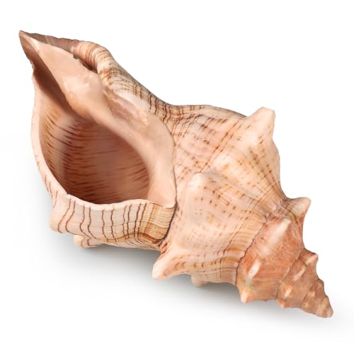 Fectzuea Giant Natural Conch Shell, Striped Fox Conch Seashell 6-7 inches, Large Sea Shell for Vase Filler
