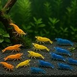 7 Orange, 7 Yellow & 7 Blue Dream Three Mix Colors...