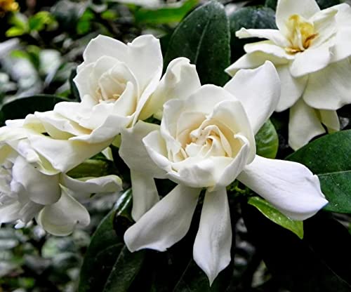 200+ Gardenia Seeds(Cape Jasmine) For Home Garden Planting #TOP1