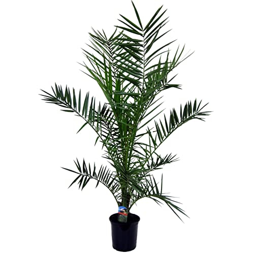 Plant In A Box - Phoenix Canariensis - Palma Da Dattero Delle Canarie - Xl - Vaso 19Cm - Altezza 80-100Cm