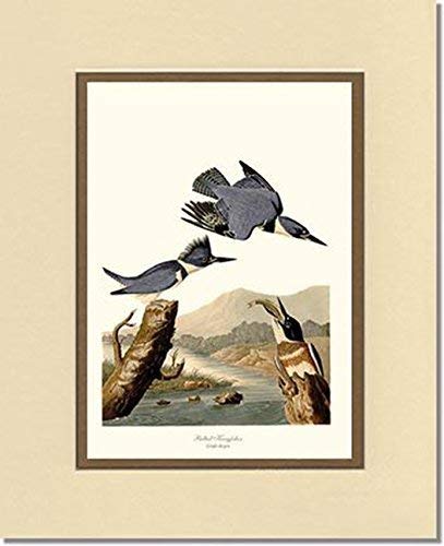 Miniatura 4 de Bird Print Audubon Vintage Art: Belted Kingfisher