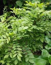 Wisteria sinensis semillas de Wisteria china