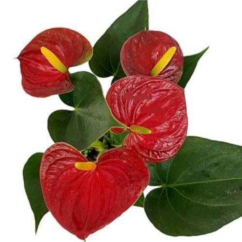 Flor Mini Antúrio Vermelho Planta Natural Adulta Com Vaso 9 Rara ...