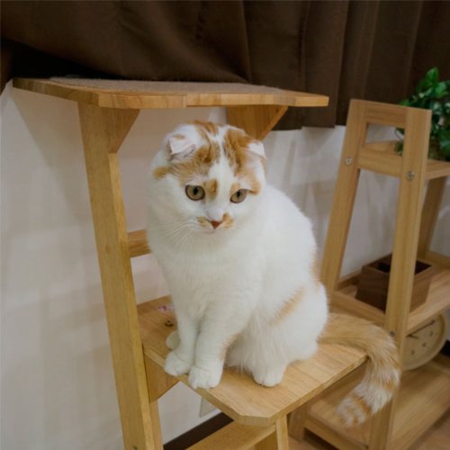 Amazon.co.jp: キャティーマン (CattyMan) 木製 猫専用見晴らし