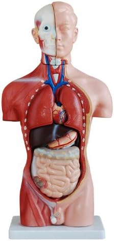 Human Torso Body Anatomy Model - 11 inch, 15 Parts Organ Structure Model for School Medical Education