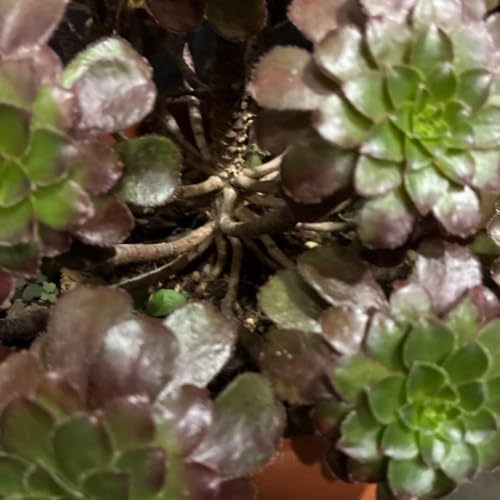 観葉植物 アエオニウム」の人気商品一覧 | 安い商品を通販サイトから