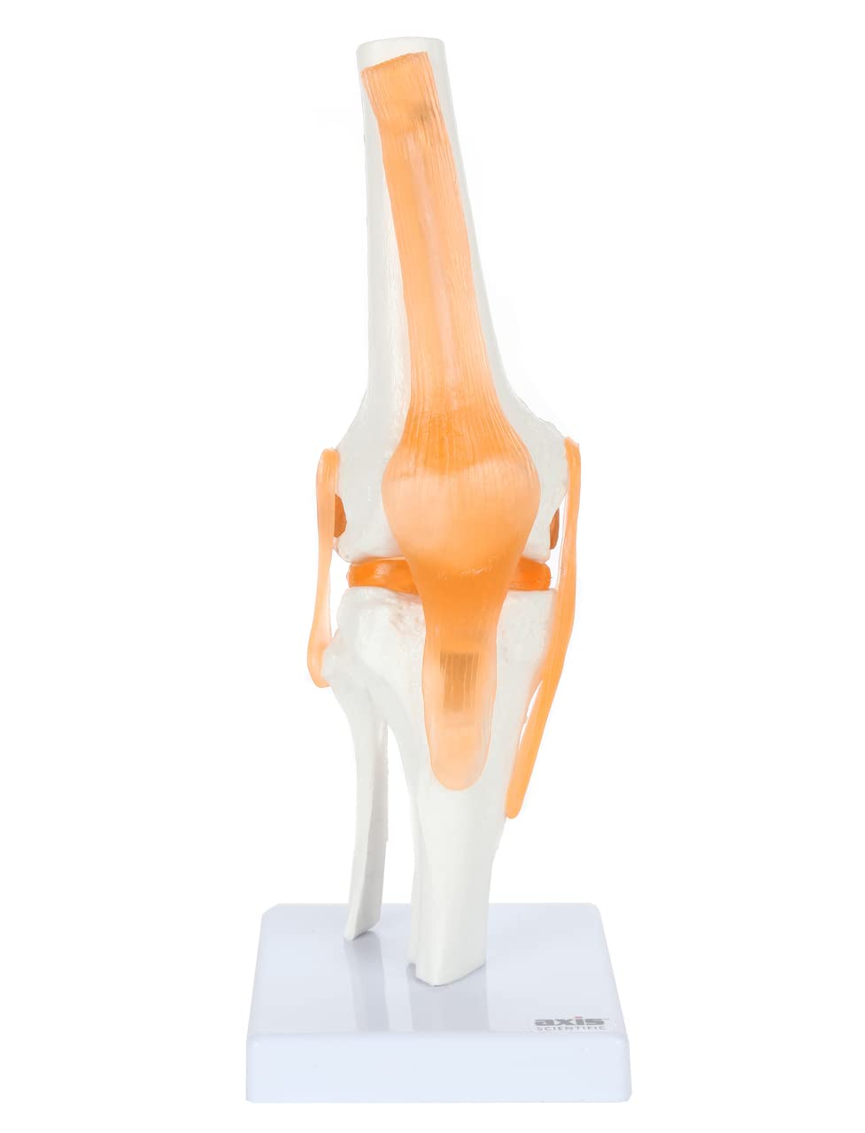 Axis Scientific Functional Joints and Cross Sections Anatomy Model Set - Human Anatomy System Miniature, Medical Education & Study Manual, Demonstration Skill, Human Anatomy System Miniature