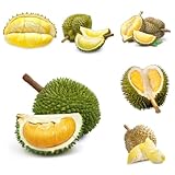 durian de bancal elevado Cultivo de verdes, interior rápido crecimiento Semillas resistentes balcón balcón 10semillas