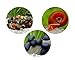 Bakterienrasen Fresser Schnecken Set - gegen Bakterienbeläge und Algen - Aquarium Schnecken lebend - Napfschnecken Geweihschnecken Posthornschnecken - Aquarien ab 60 l