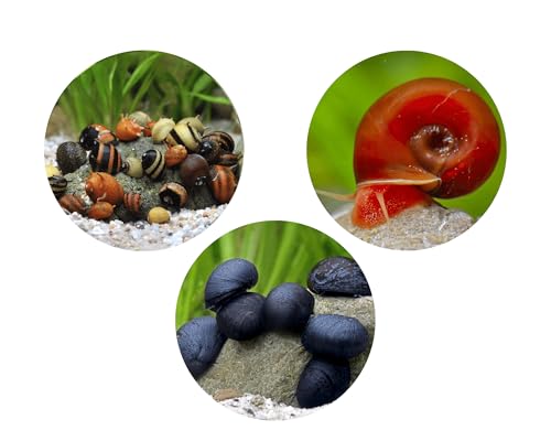 Bakterienrasen Fresser Schnecken Set - gegen Bakterienbeläge und Algen - Aquarium Schnecken lebend - Napfschnecken Geweihschnecken Posthornschnecken - Aquarien ab 60 l