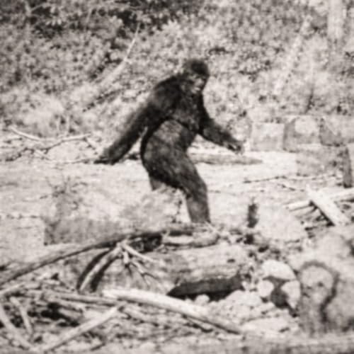The Sasquatch File