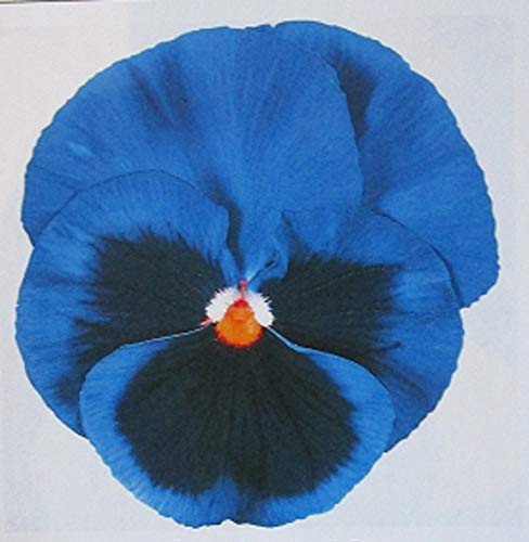 Winter Pansy Carneval® 'Blue with Blotch' Plug Plants Pack x12