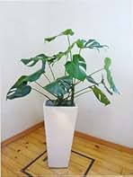 Amazon.co.jp: モンステラ 10号