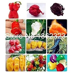 50 Pz Peperoncino vegetale Organico Paprika Dolce Chili Bonsai Bonsai Piante di Giardino domestiche di Piante da Interno SeedsSeedss vegetali: 24: Only Seeds