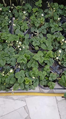 Fragola Rifiorente Vaschetta 4 Pz Acquista Da OBI - Foto 9